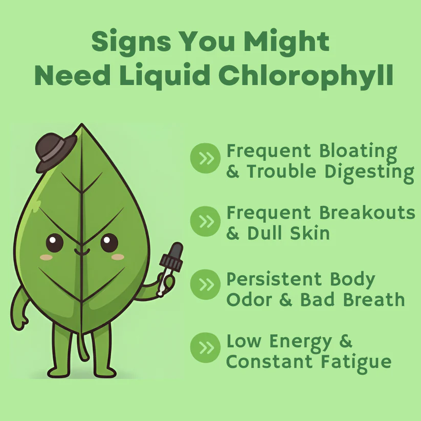 Liquid Chlorophyll, Body detox